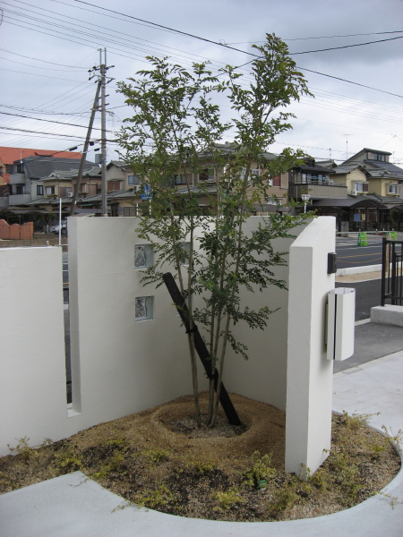 シンボルツリーのシマトネリコ　草津市Ｉ様邸