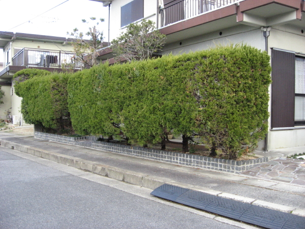 足元にピンコロを並べたリフォーム後の生垣　野洲市Ｓ様邸