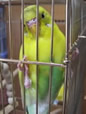 レモン