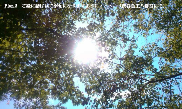 02　金王八幡宮　空と木